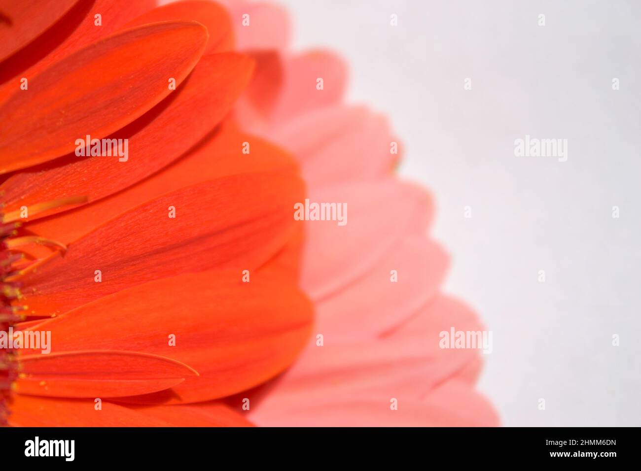 Pétales de gerbera rose vif et orange (Gerbera hybrida) en gros plan Banque D'Images