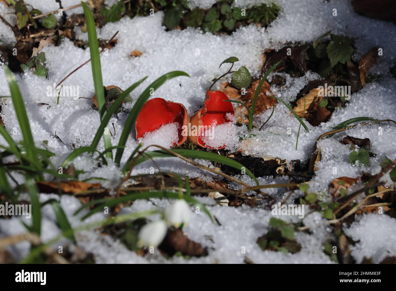 Coupe d'orf de scarlet, cosccypha coccinea, ( Peziza coccinea ) croissant abondamment dans des bois mossy en hiver, Alb de Swabian, Bade-Wurtemberg, Allemagne, UE Banque D'Images