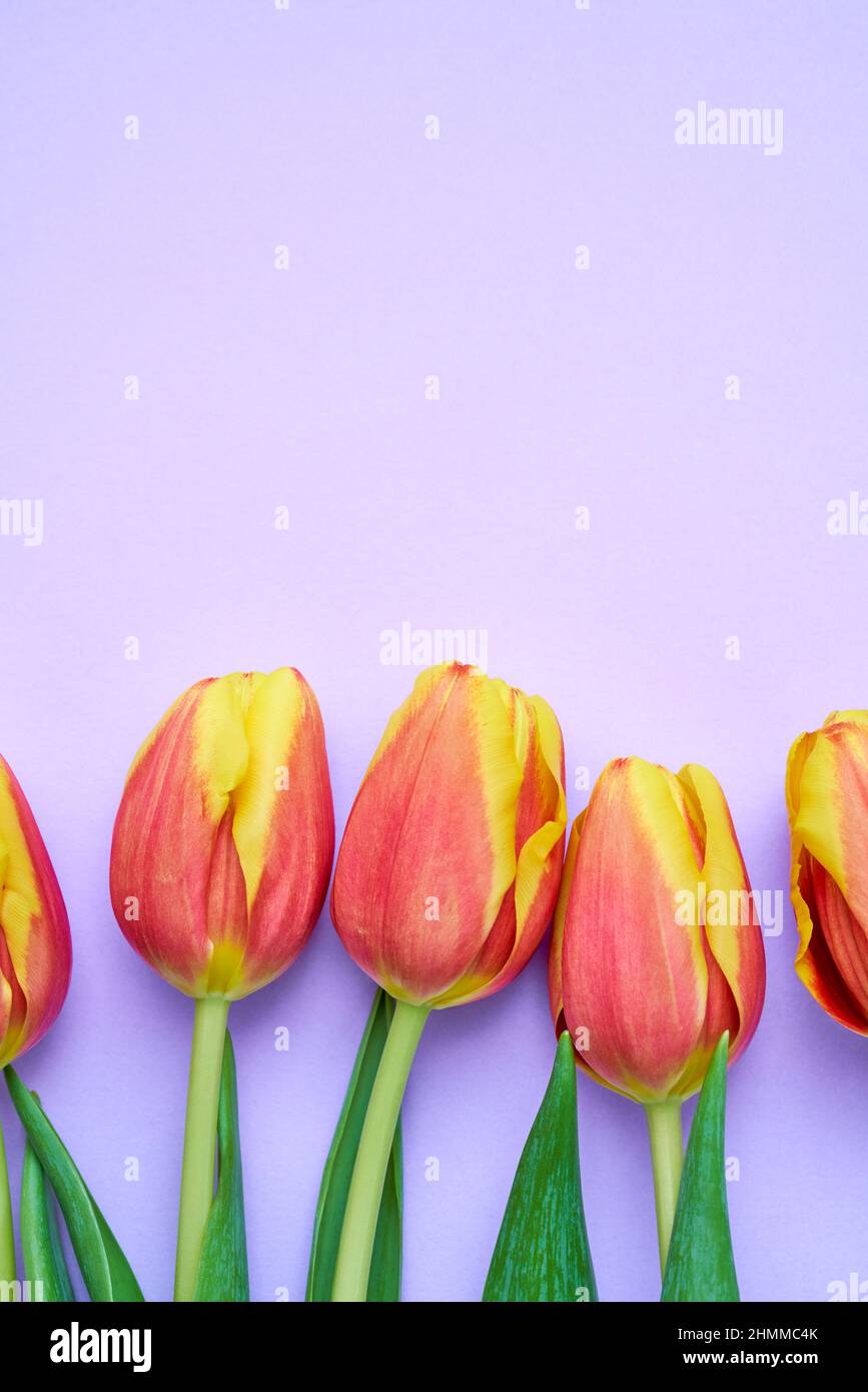 Image florale fraîche et colorée de tulipes orange et jaune sur fond de carte couleur lavande contrastée. Bannière de mise en place à plat avec espace de copie. Vue de dessus. Banque D'Images