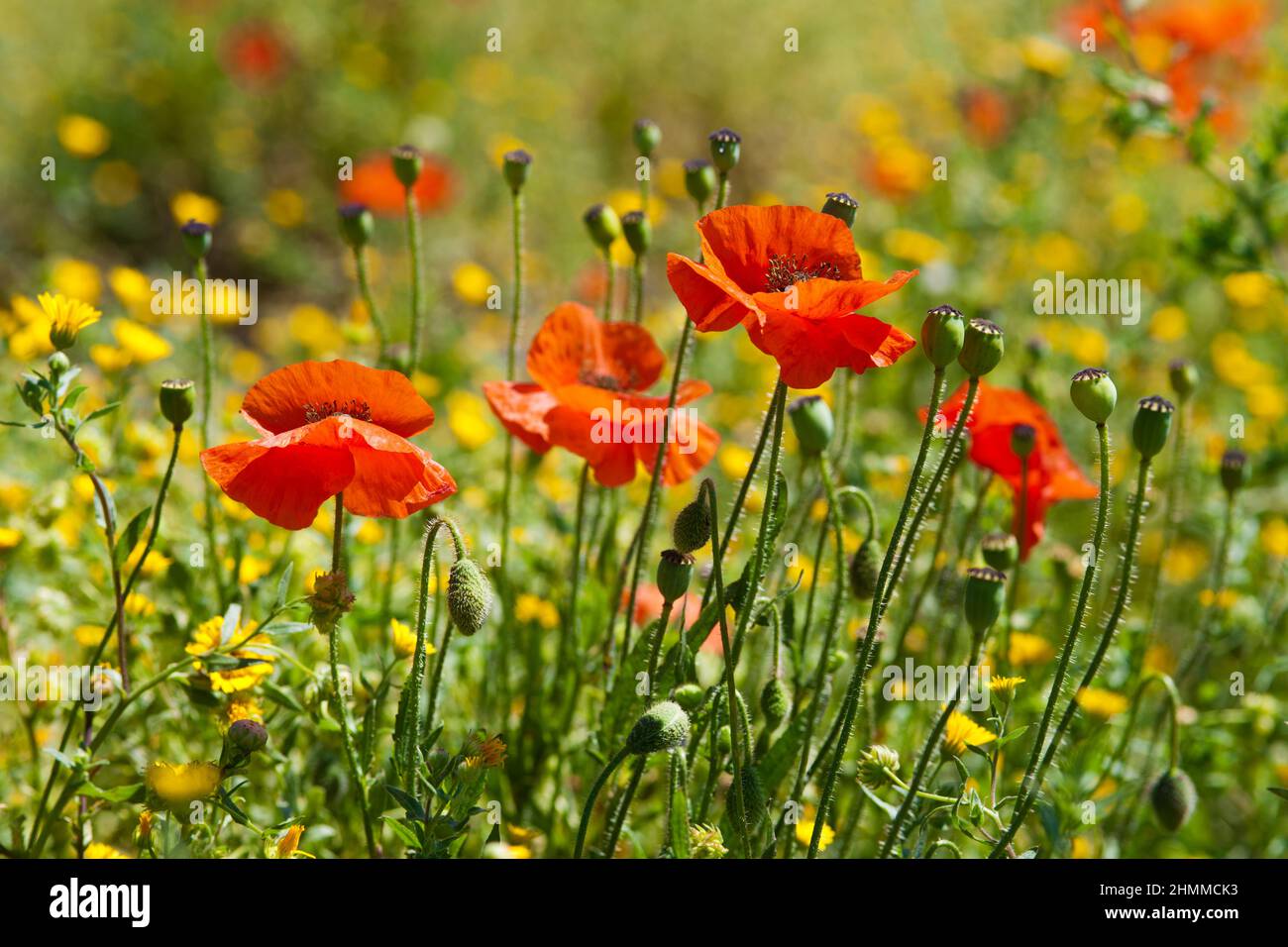 FRANCE Pyrénées Orientales Roussillon coquelicots de printemps Banque D'Images