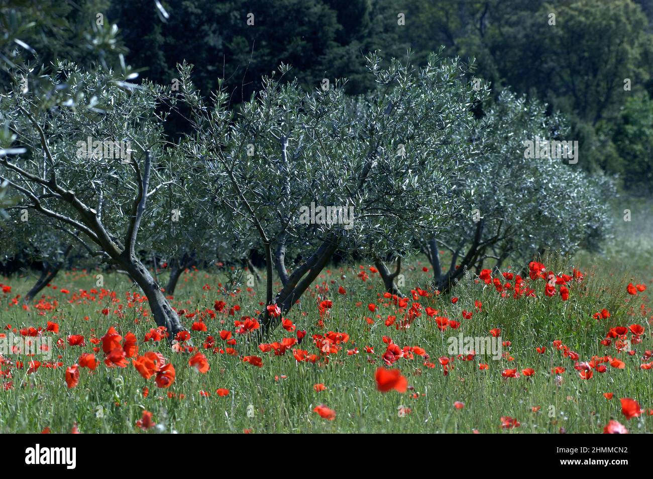 FRANCE Pyrénées Orientales Roussillon forêt de coquelicots Banque D'Images