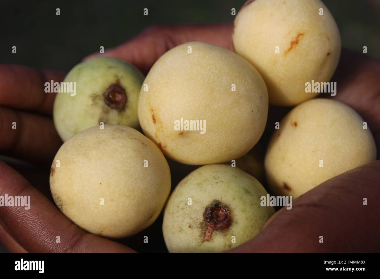 Fruits de l'arbre de Marula en Afrique du Sud Banque D'Images