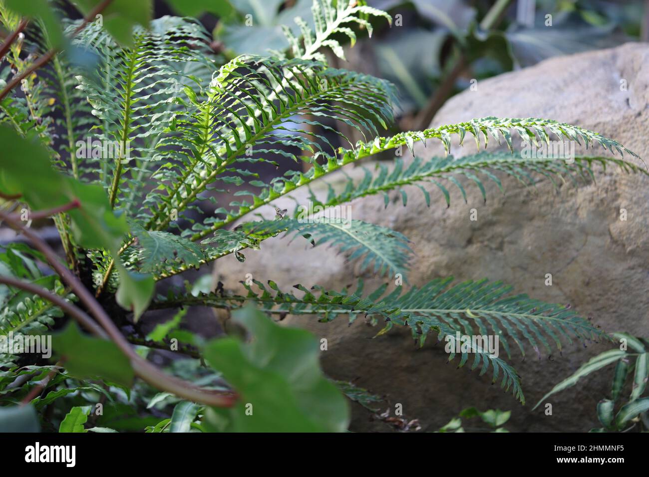 Blechnum Gibbum, Oceaniopteris gibba, Silver Lady Fern au-dessus de Stone Banque D'Images