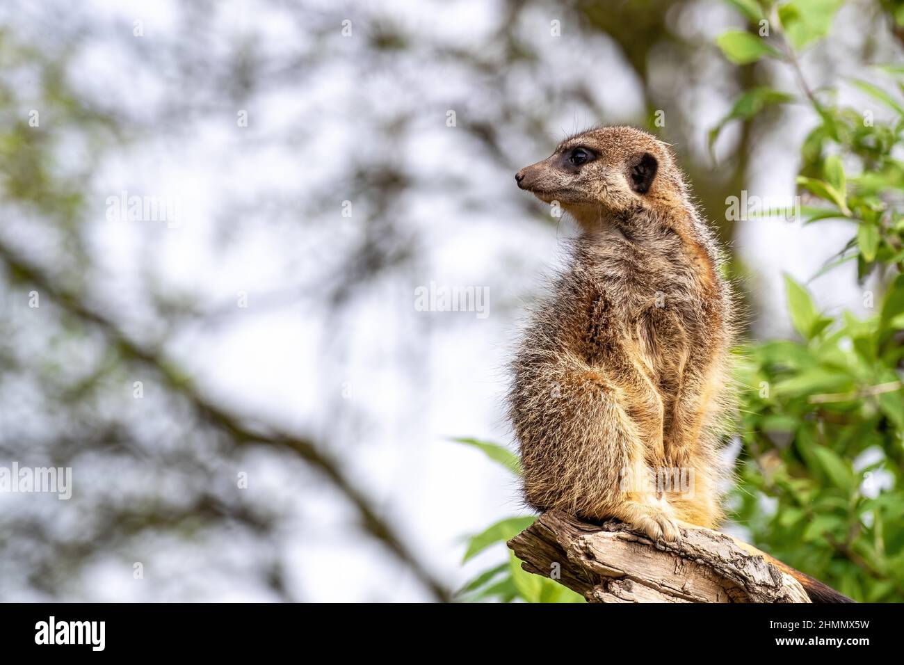 Une meerkat solitaire, suricata surigatta, garde le reste de la troupe. Feuillage vert et fond ciel avec espace pour le texte. Banque D'Images