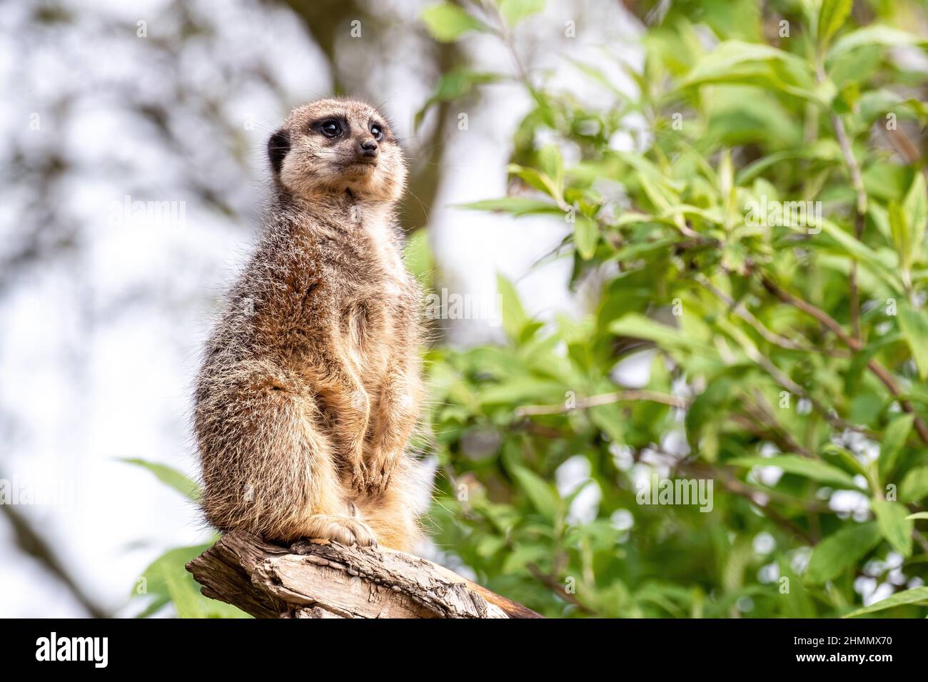 Une meerkat solitaire, suricata surigatta, garde le reste de la troupe. Feuillage vert et fond ciel avec espace pour le texte. Banque D'Images