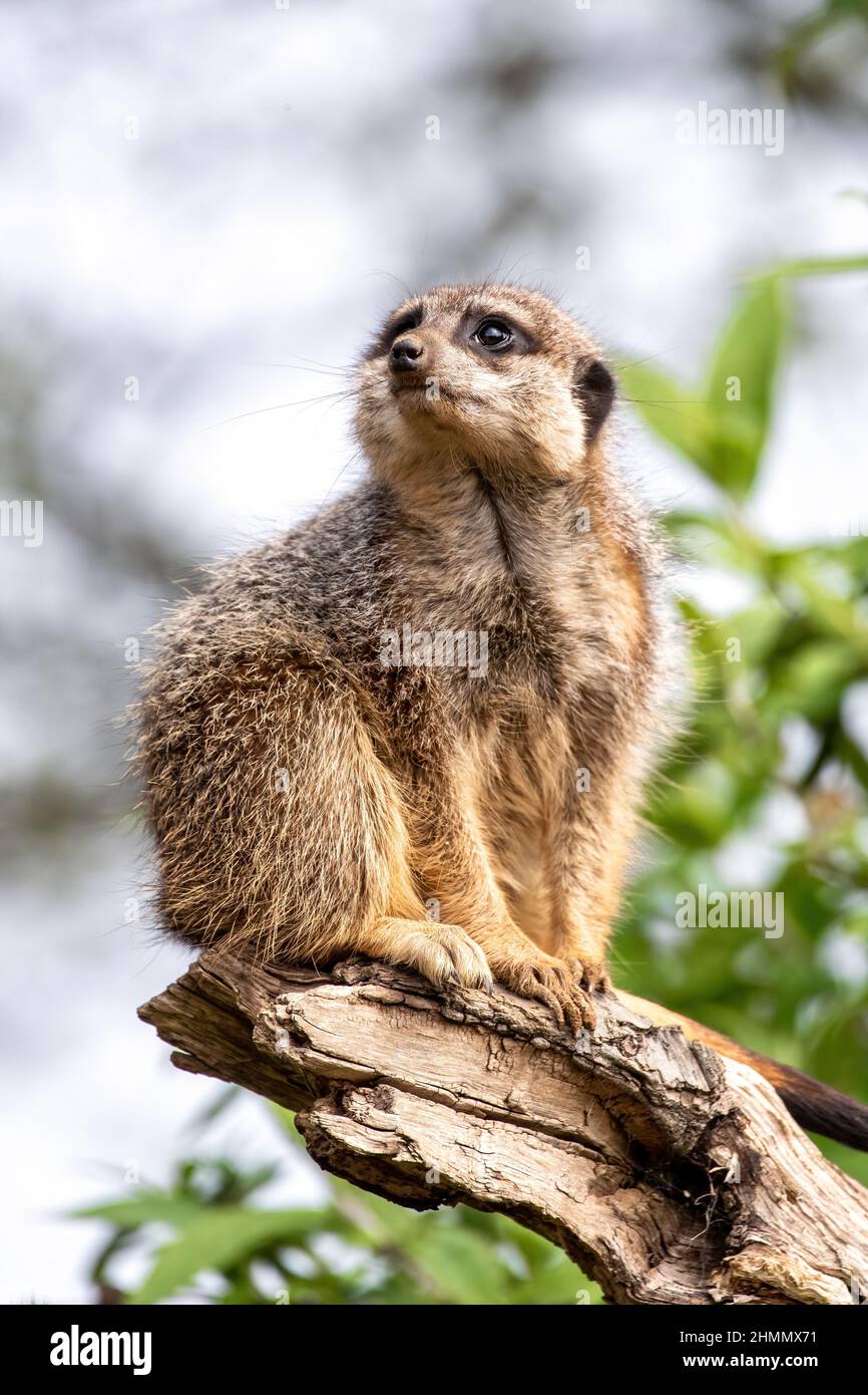 Une meerkat solitaire, suricata surigatta, garde le reste de la troupe. Feuillage vert et fond ciel avec espace pour le texte. Banque D'Images