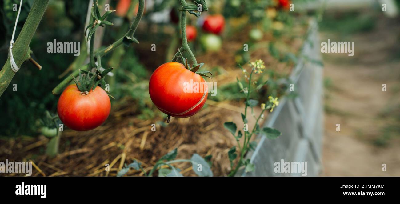 Légumes de tomate cultivés à la maison en serre.Culture de légumes.Agriculture, jardinage concept Banque D'Images