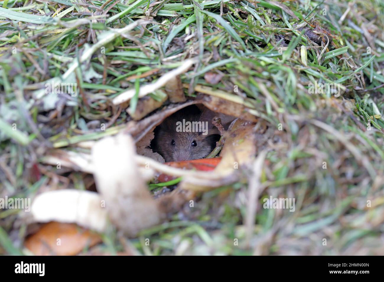Une souris de maison se cachant dans un terrier creusé dans le tas de compost. Banque D'Images