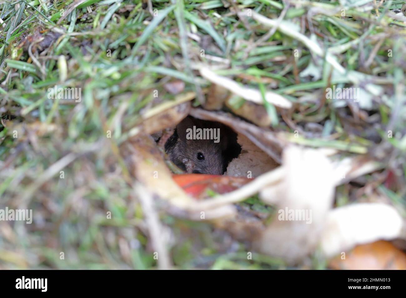 Une souris de maison se cachant dans un terrier creusé dans le tas de compost. Banque D'Images