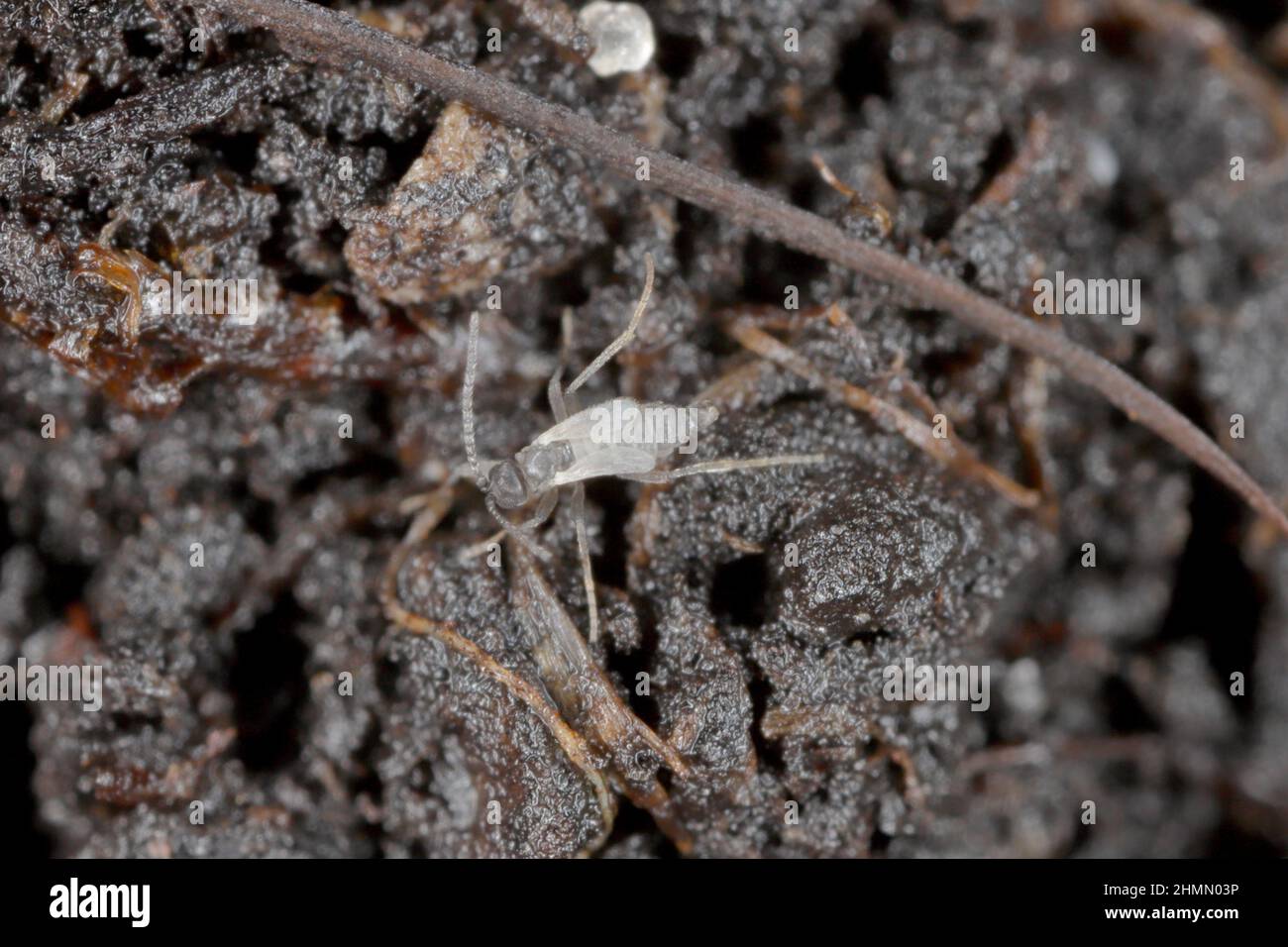 Image macro d'un champignon à ailes sombres Gnat - Sciaridae sur le sol dans le jardin. Banque D'Images