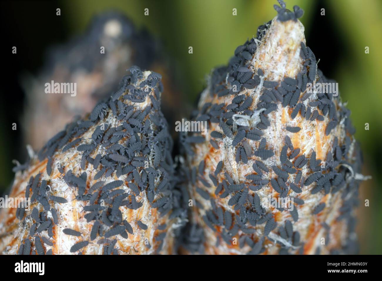 Un grand nombre de pousses de pin sur les jeunes pousses de pin au début du printemps. Collembola, Neanuridae, Thaumanura, Achorutes sp. Banque D'Images