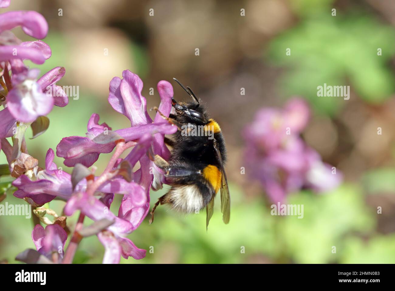 Bumblebee piquant à travers une fleur pour arriver au nectar. Banque D'Images