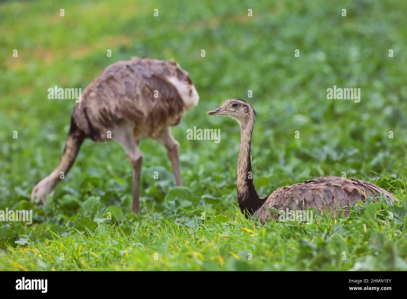 Grande nandou (Rhea americana), deux plus grandes rheas dans un champ, l'Allemagne Banque D'Images