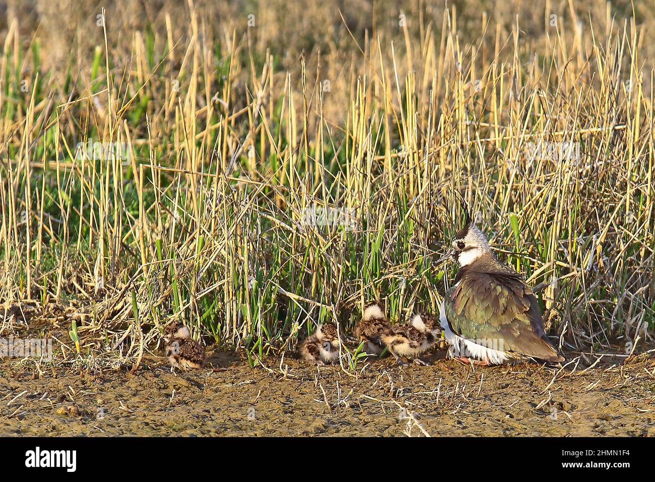 laponine du nord (Vanellus vanellus), avec Chicks, Allemagne Banque D'Images