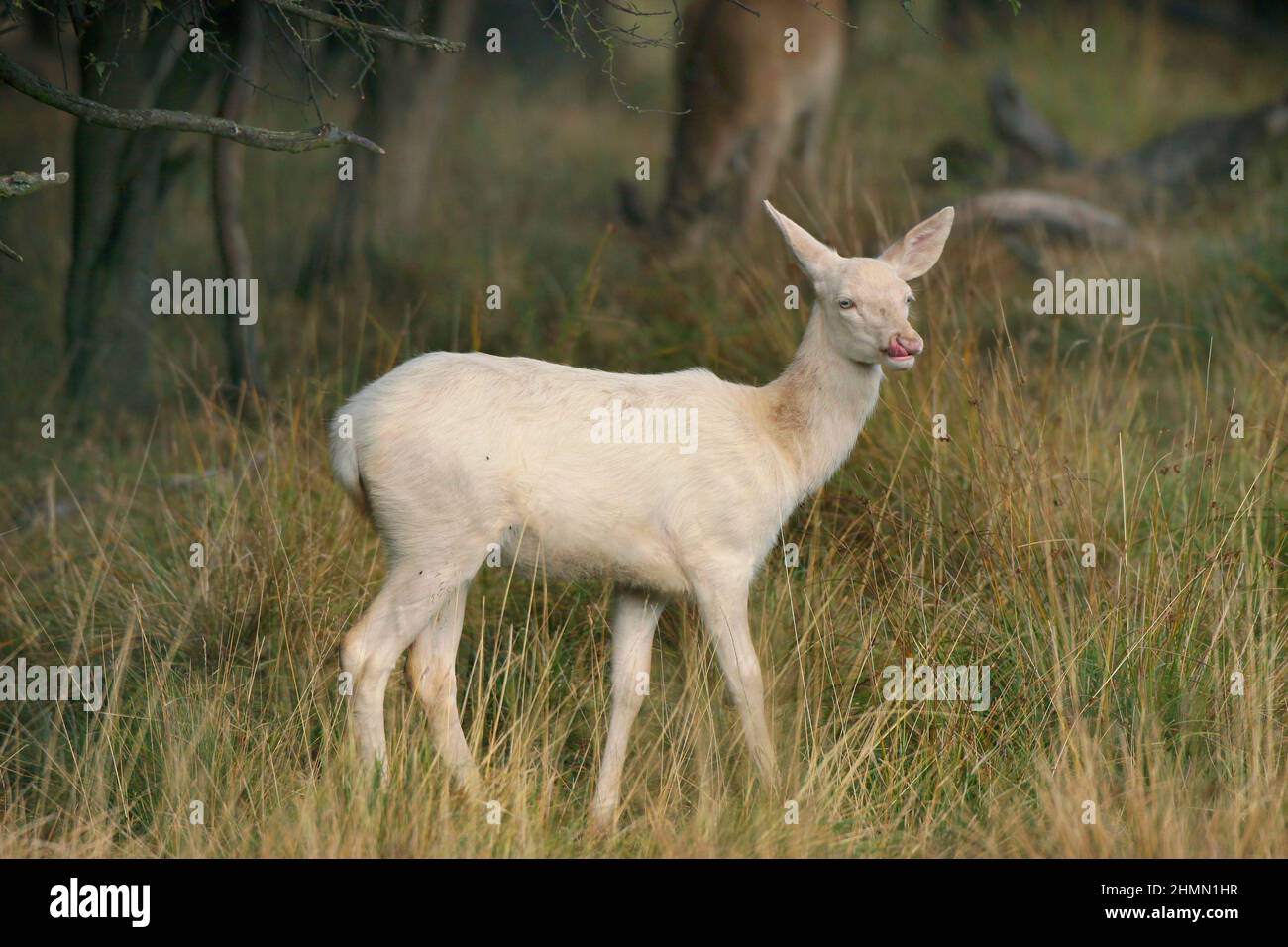 Cerf rouge (Cervus elaphus), la tiche blanche se dresse sur une grande herbe et lécher sa bouche, albino , Allemagne Banque D'Images