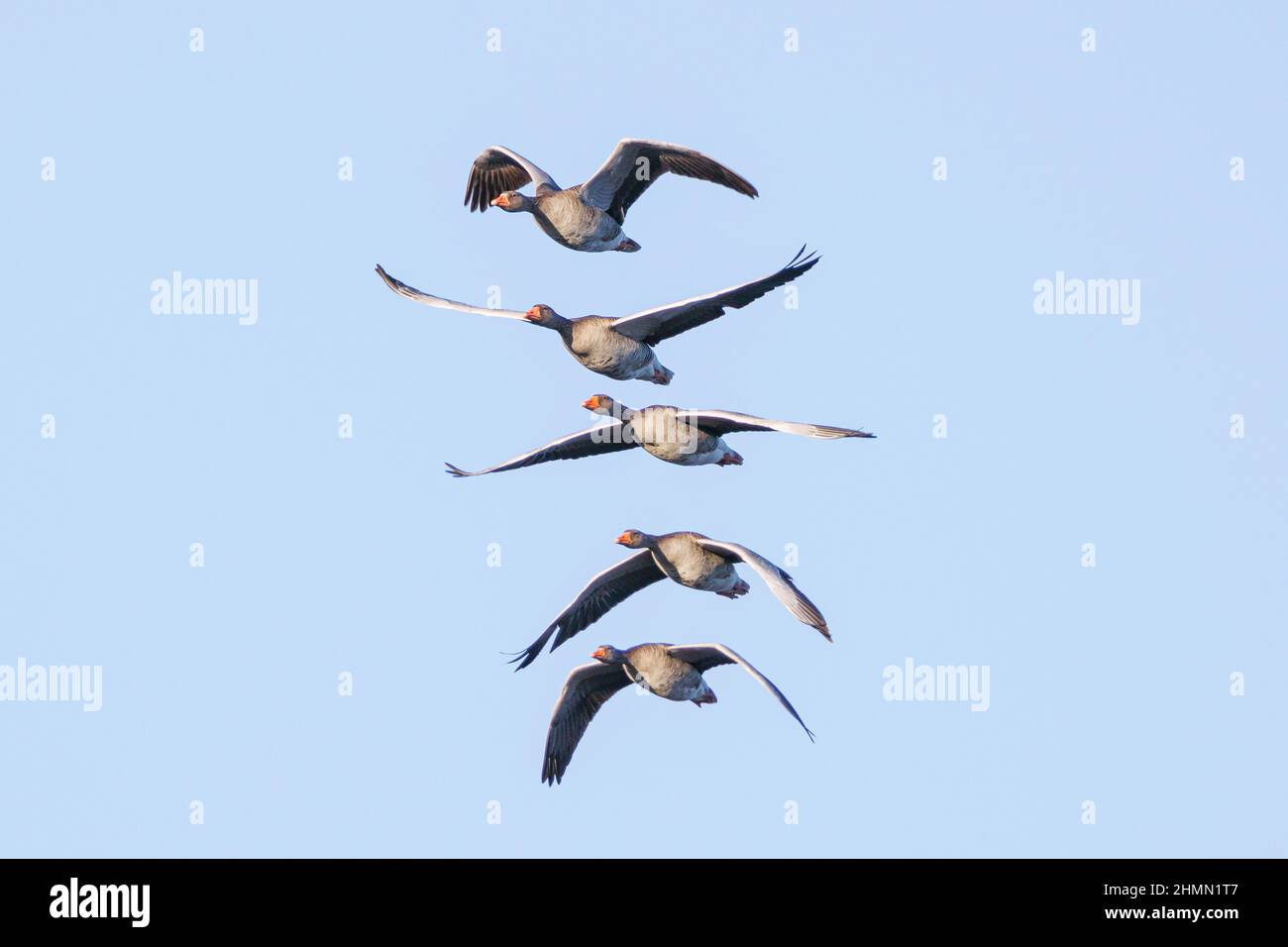 Grylag Goose (Anser anser), troupe de vol, vol de formation, Allemagne, Bavière Banque D'Images