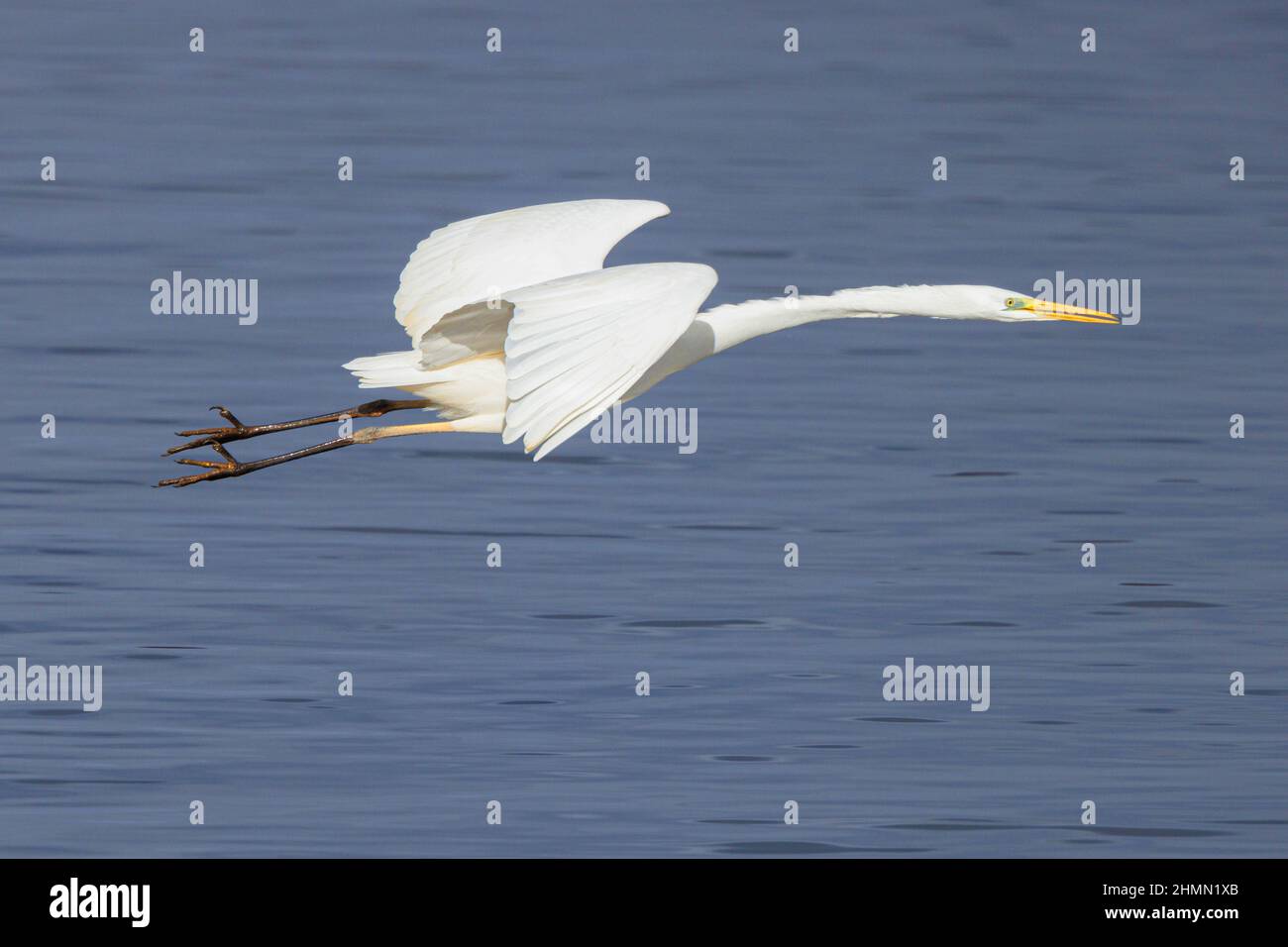 Grand aigreet, Grand Egret blanc (Egretta alba, Casmerodius albus, Ardea alba), survolant la surface de l'eau, vue latérale, Allemagne, Bavière Banque D'Images
