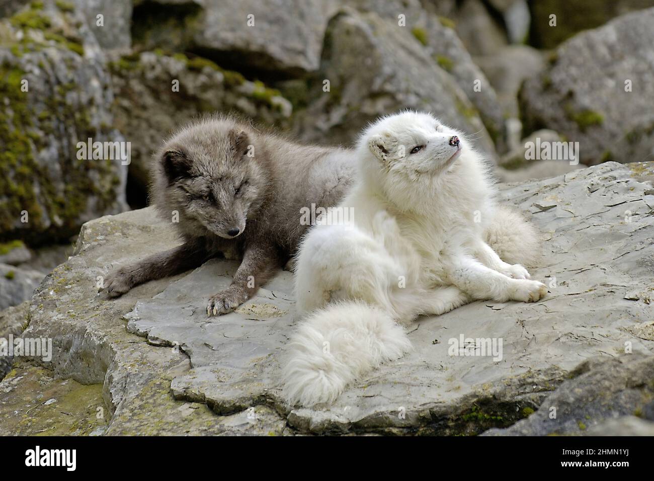 Renard arctique, renard polaire (Alopex lagopus, Vulpes lagopus), renards gris et blancs couchés sur une pierre Banque D'Images