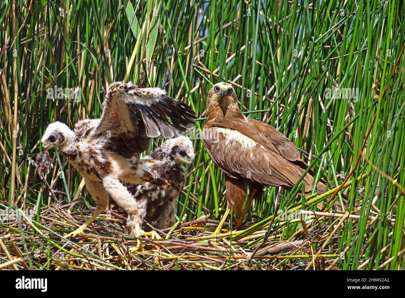 WESTERN Marsh Harrier (Circus aeruginosus), femelle avec des oisillons dans l'eyrie dans les roseaux denses, Allemagne Banque D'Images