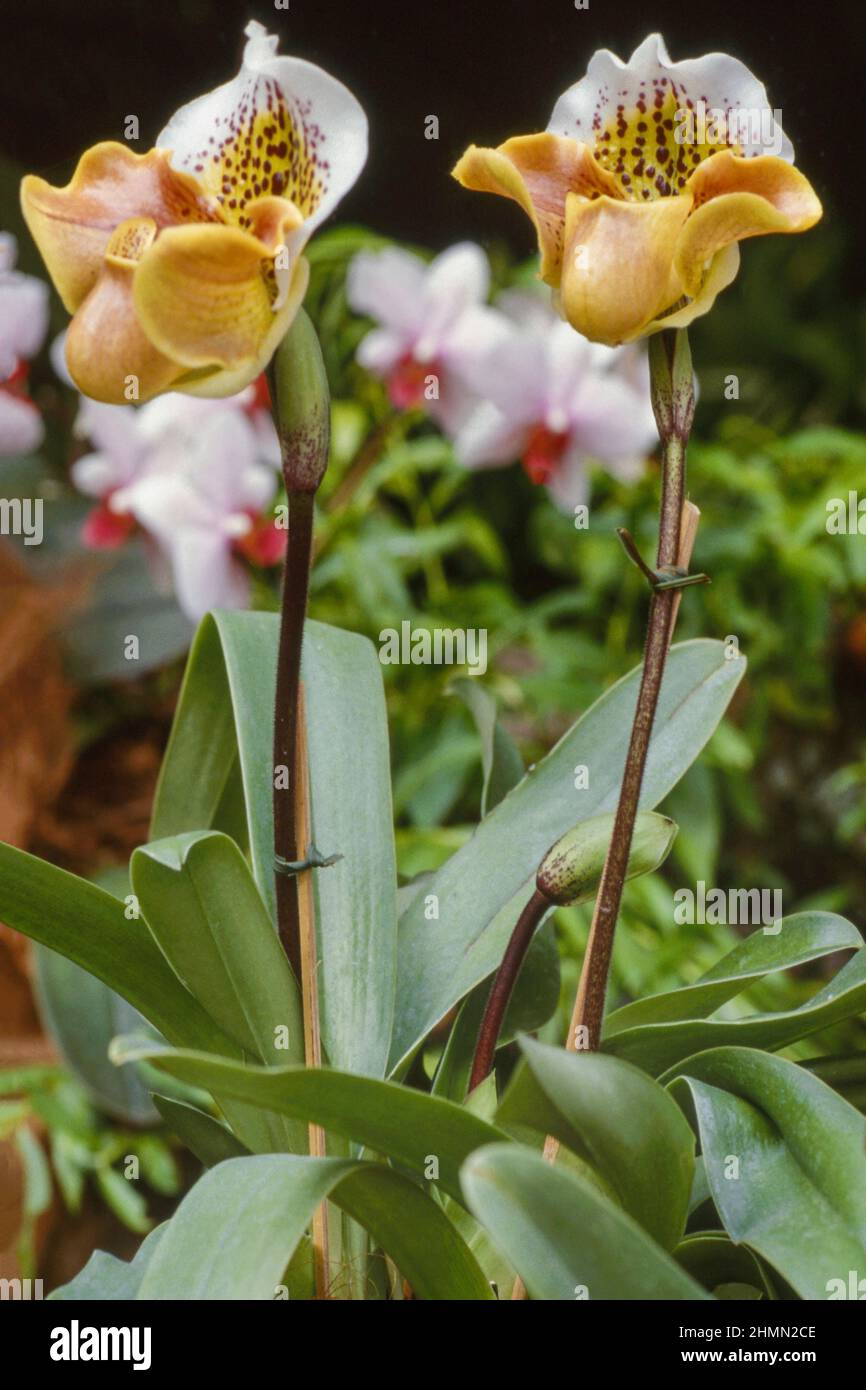 Orchidée de lady (Paphiopedilum spec.), floraison Banque D'Images