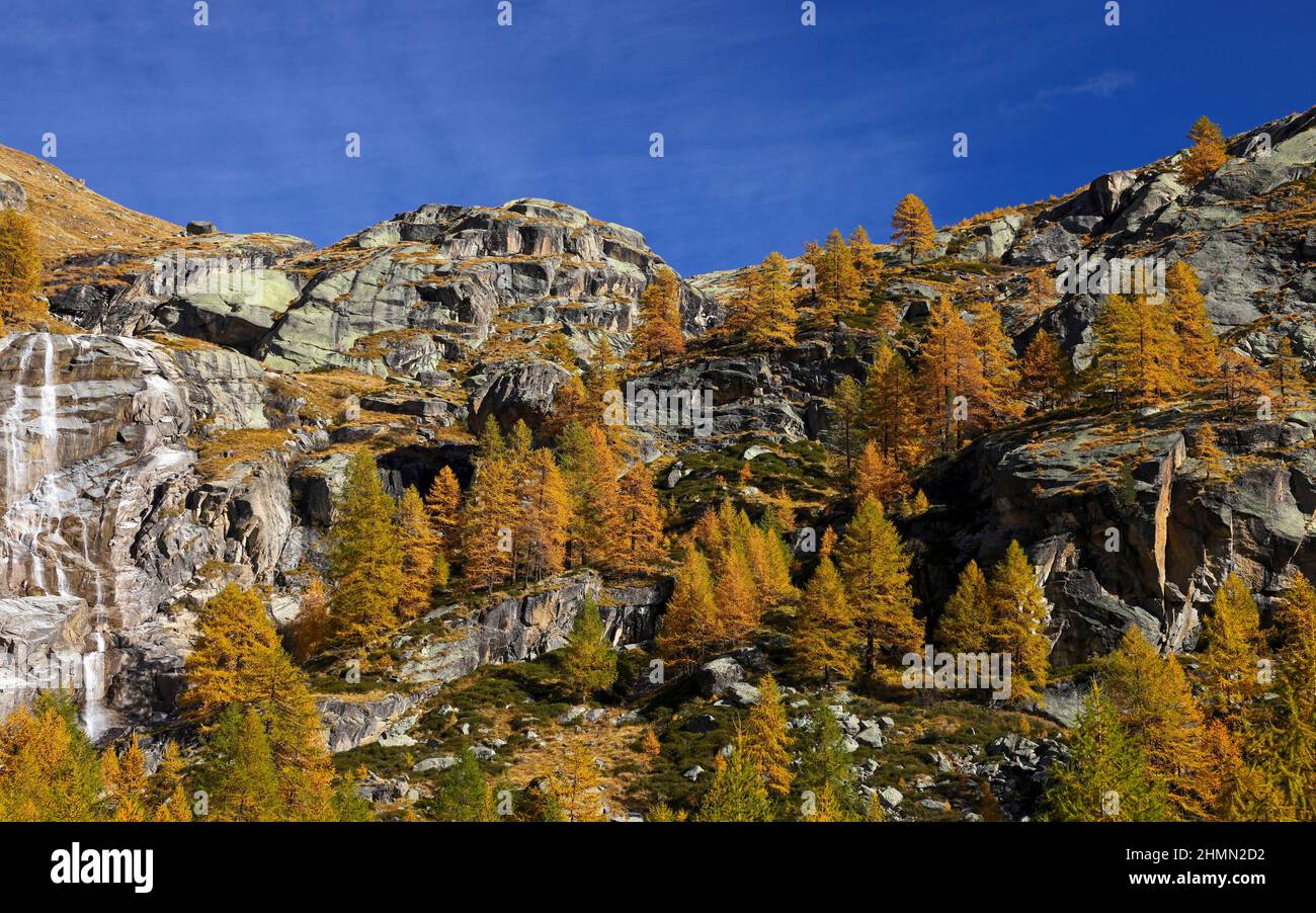 Mélèze commun, mélèze européen (Larix decidua, Larix europaea), Vallée de la Valsavarenche au sud de Pont, larches aux couleurs automnales, Italie, Gran Paradiso Banque D'Images