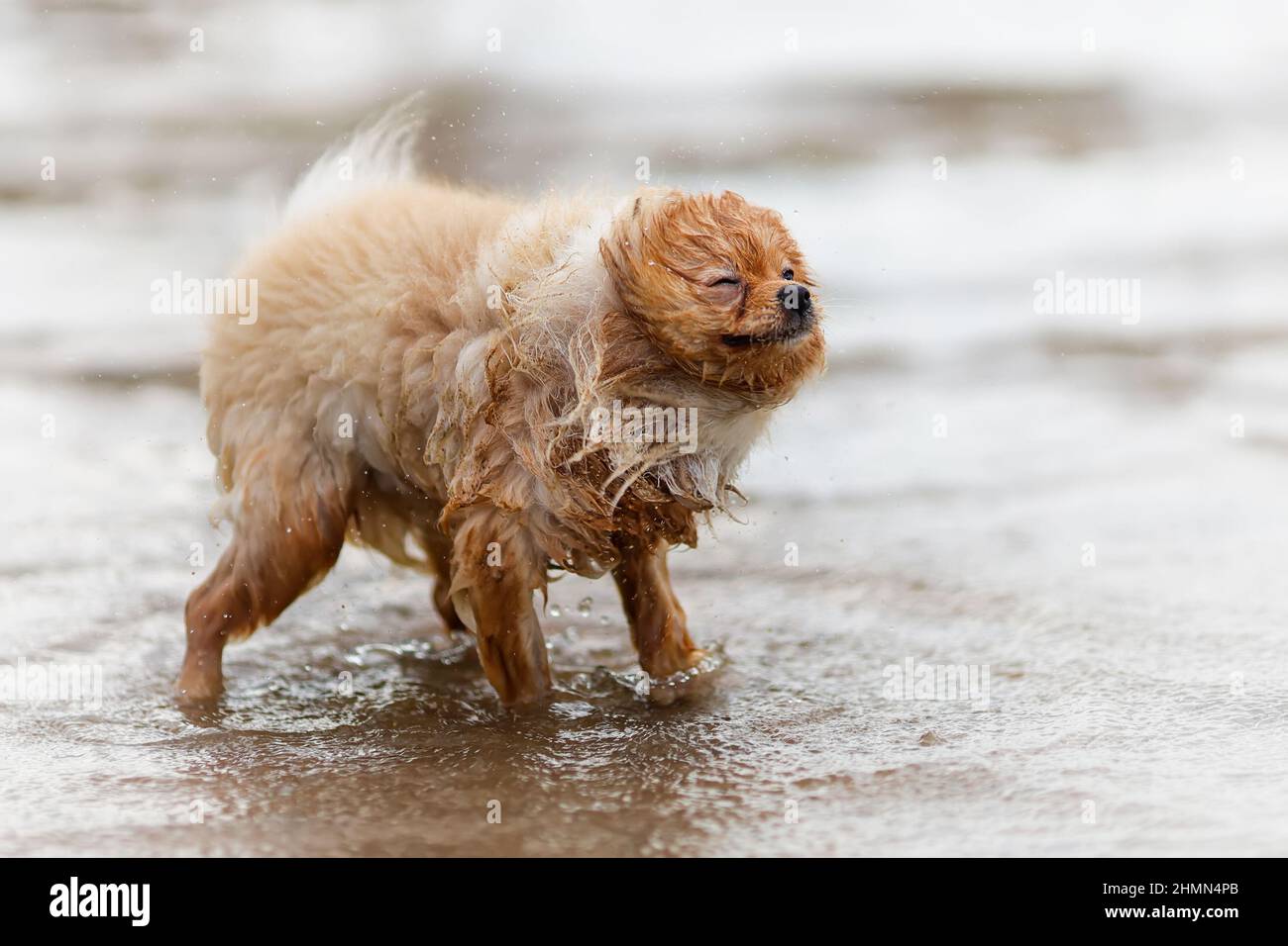 Humide et sale drôle pomeranian spitz à la plage à l'extérieur Banque D'Images