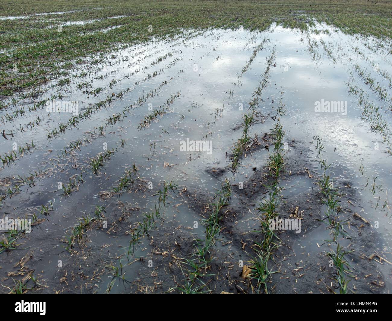 Le blé d'hiver est inondé après la fonte de la neige au printemps. Mouillage du sol et des récoltes dans le champ Banque D'Images