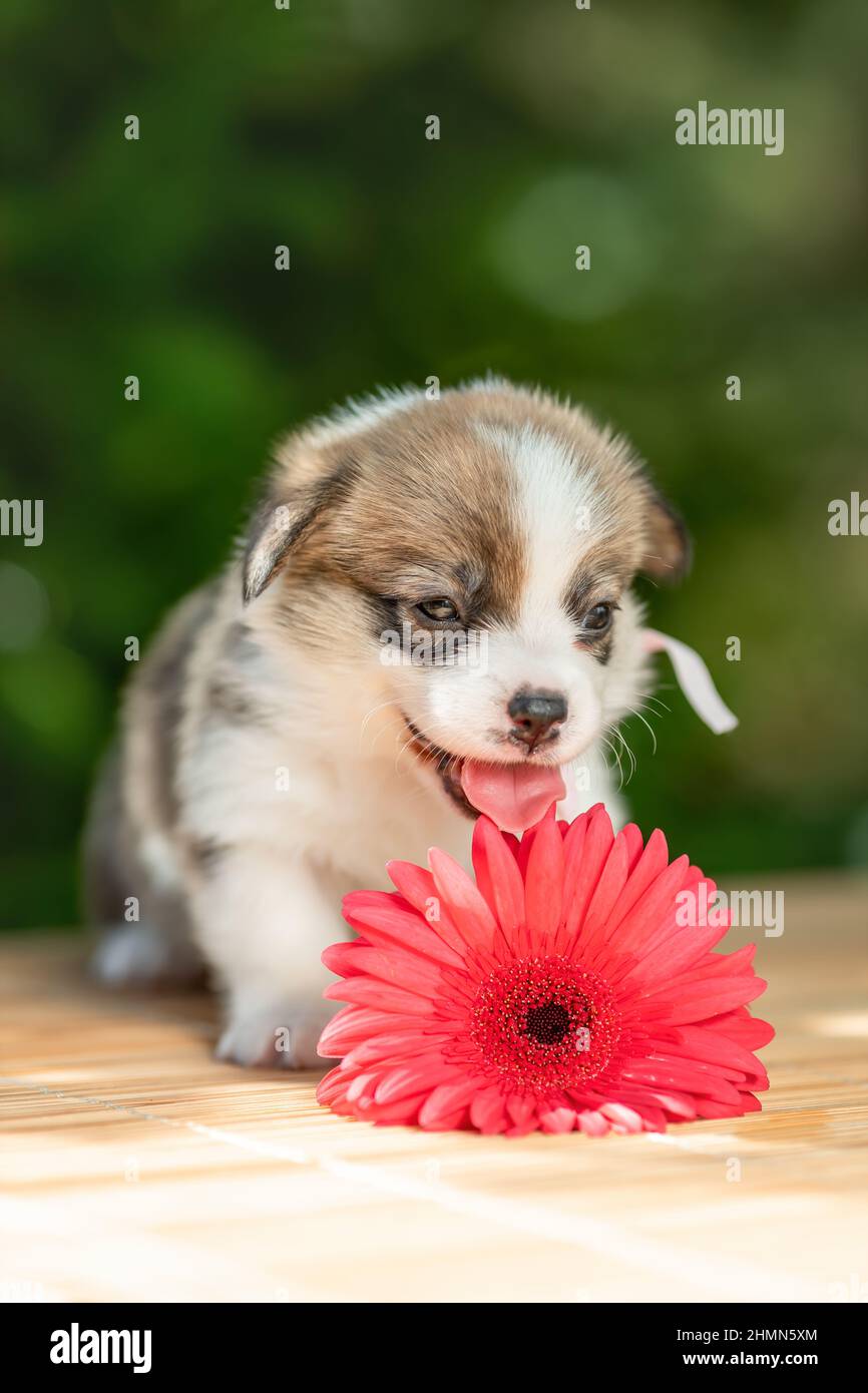 Drôle mignon petit chiot de pembroke gallois chien de race corgi avec la langue dehors couché à l'extérieur près de fleur rose à la nature d'été Banque D'Images