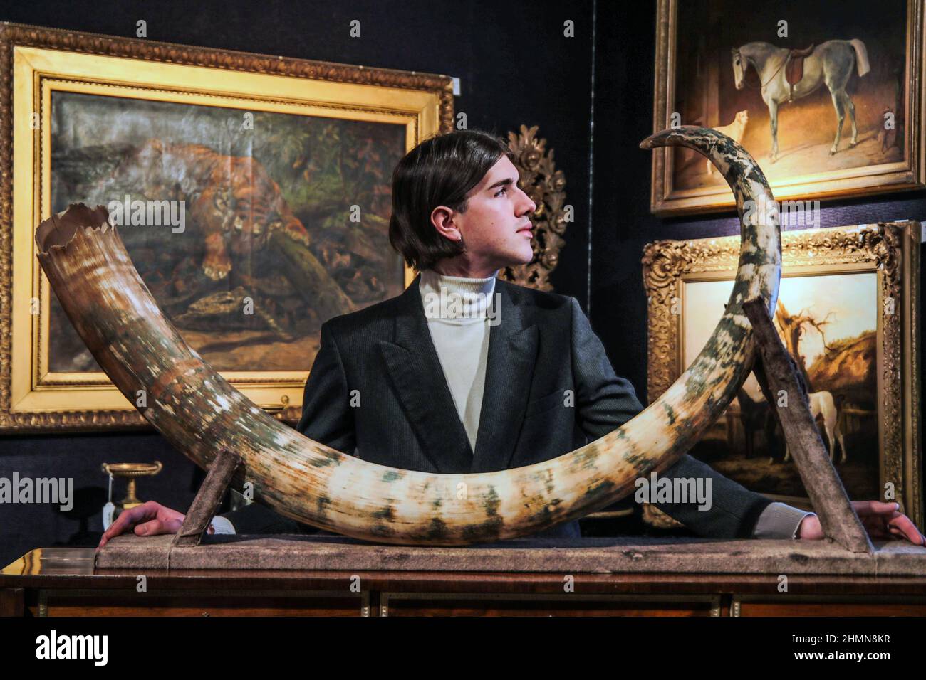 Londres UK 11 février 2022 The Connogeurs Library sale A Woolly Mammoth Tusk from Russia est £14,000-18,000 la vente elle-même aura lieu du 15 au 16th février à Knightsbridge. Paul Quezada-Neiman/Alamy Live News Banque D'Images