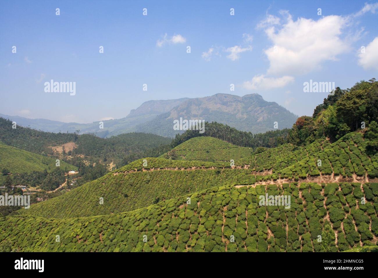 Champs de plantation de thé à Munnar, Inde Banque D'Images