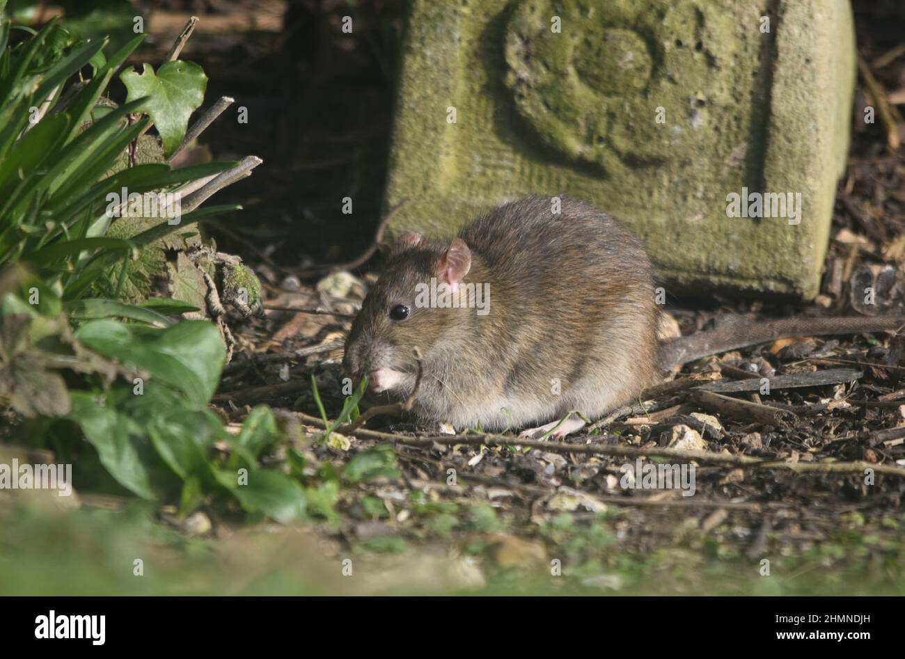 Rat brun sauvage Rattus norvegicus mangeant dans un jardin au Royaume-Uni Banque D'Images