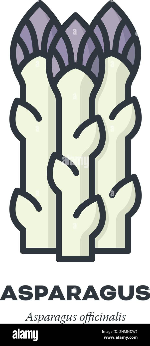 Blanc asperges pousses icône légume, contour avec la couleur de remplissage style illustration vectorielle Illustration de Vecteur