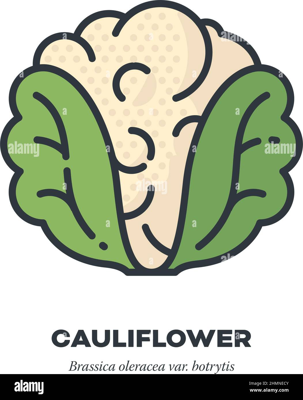 Icône de légumes de chou-fleur, contour avec illustration vectorielle de style de remplissage de couleur Illustration de Vecteur