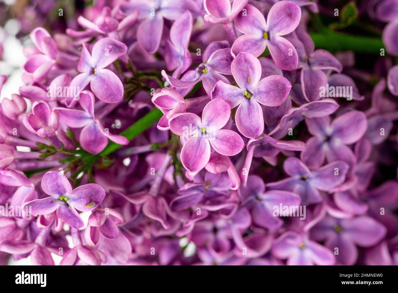 Les fleurs de lilas pourpres fleurissent dans le jardin, en arrière-plan de printemps Banque D'Images