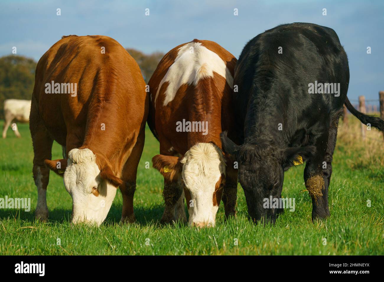 Vaches sur la pâturre d'herbe verte. Vaches laitières Banque D'Images