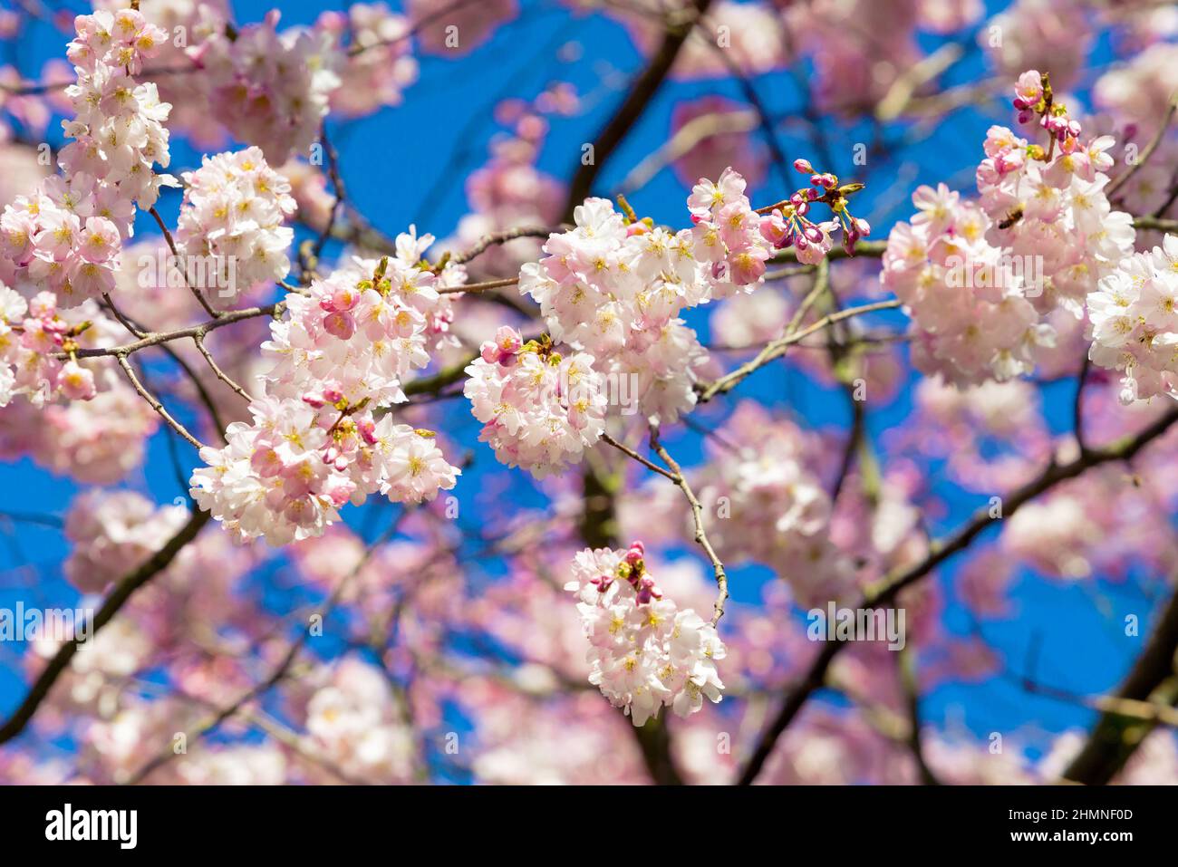 Magnifique sakura aux cerisiers en fleurs au printemps. Fleurs rose amande Banque D'Images