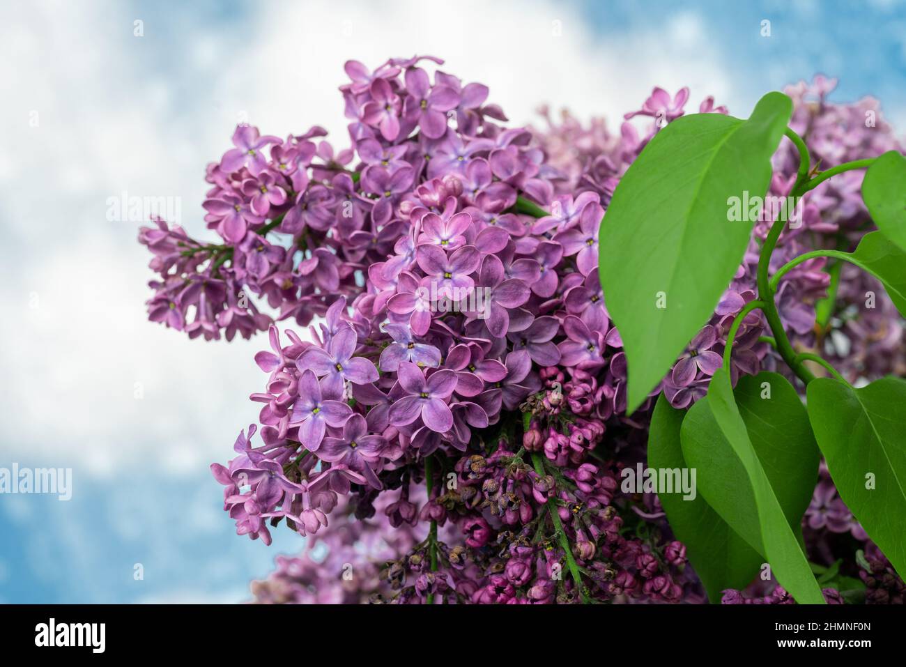 Fleur de printemps. Fleur de lilas avec petite fleur tendre Banque D'Images