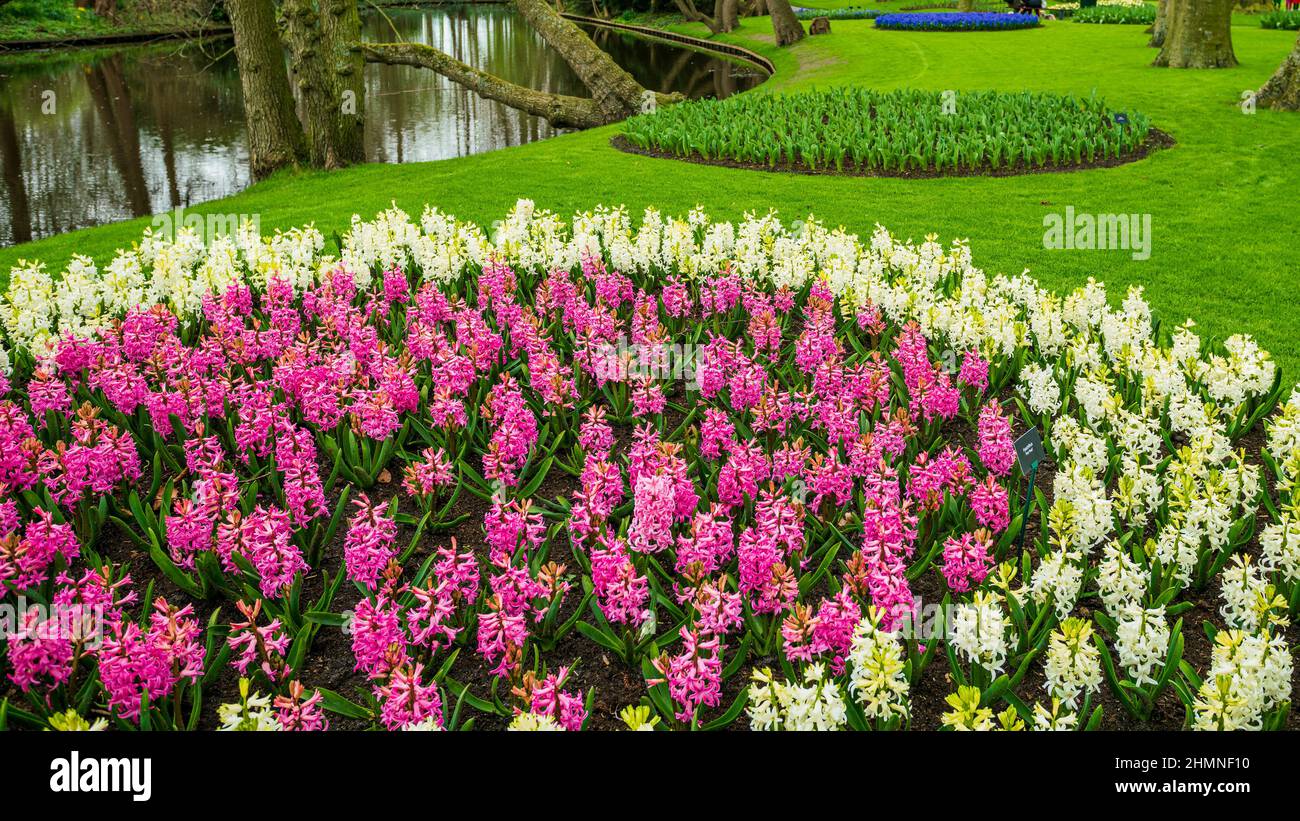 Jardin de printemps formel. Lit aux fleurs dans les jardins de Keukenhof Banque D'Images