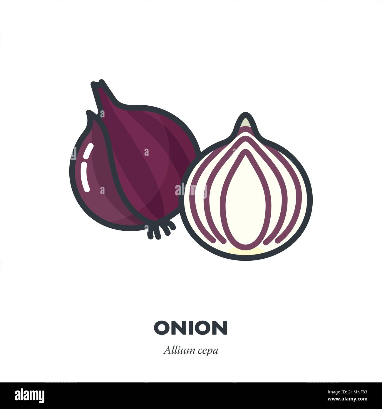 Icône de légume d'oignon rouge ou violet, contour avec illustration vectorielle de style de remplissage de couleur Illustration de Vecteur