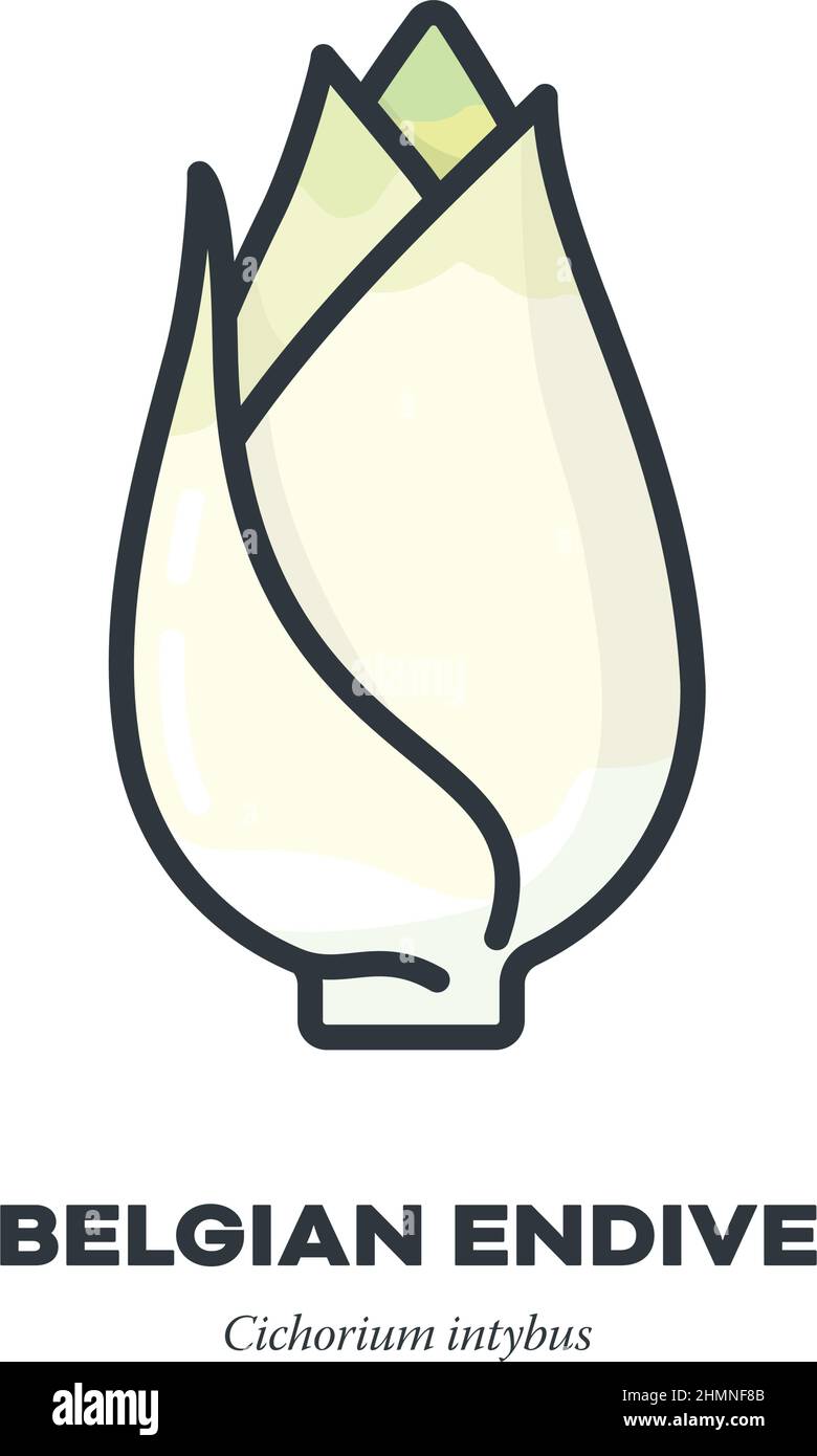 Belga Endive ou chicorée feuille icône légume, contour avec illustration de style de remplissage de couleur vecteur. Illustration de Vecteur