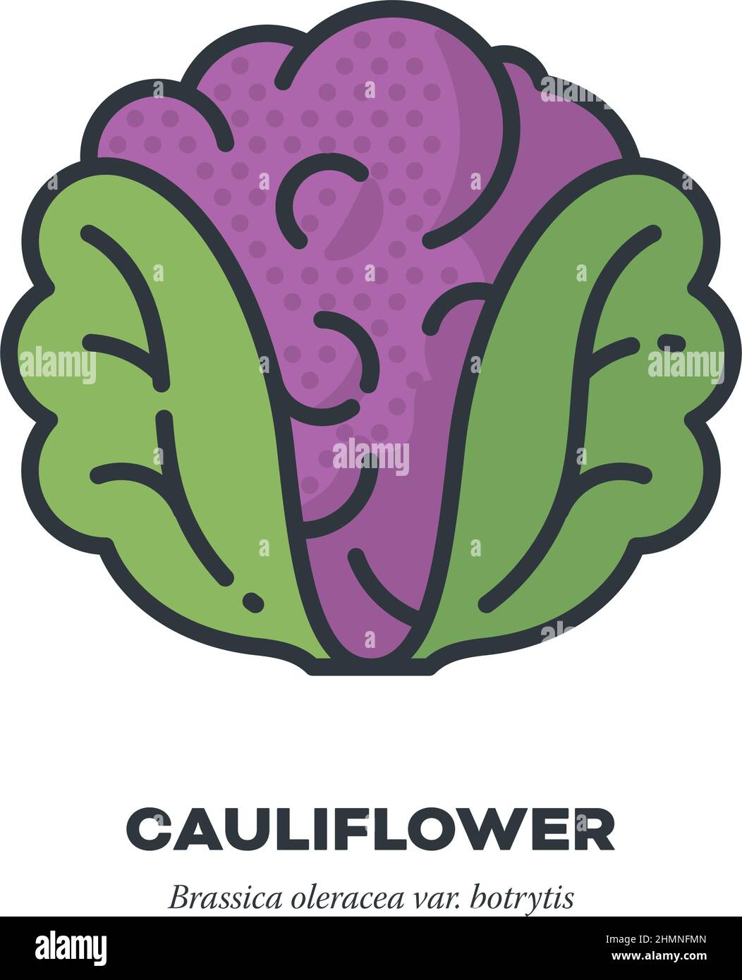 Icône de légumes de chou-fleur violet, contour avec illustration vectorielle de style de remplissage de couleur Illustration de Vecteur