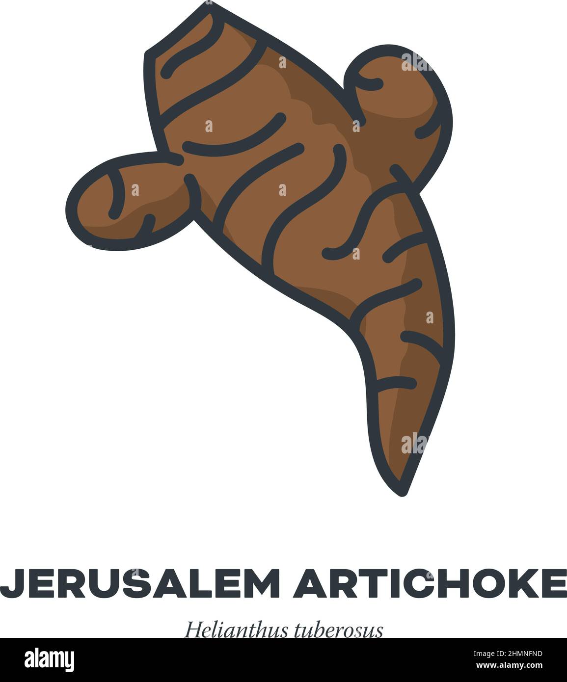Icône représentant un légume de la racine de Jérusalem Artichaut ou Topinambur, contour avec illustration vectorielle de style de remplissage de couleur. Illustration de Vecteur