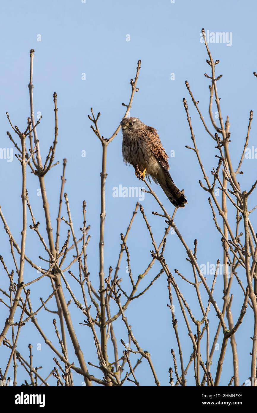 Un gros plan d'un Kestrel commun, perché sur une branche mince d'un arbre. Banque D'Images