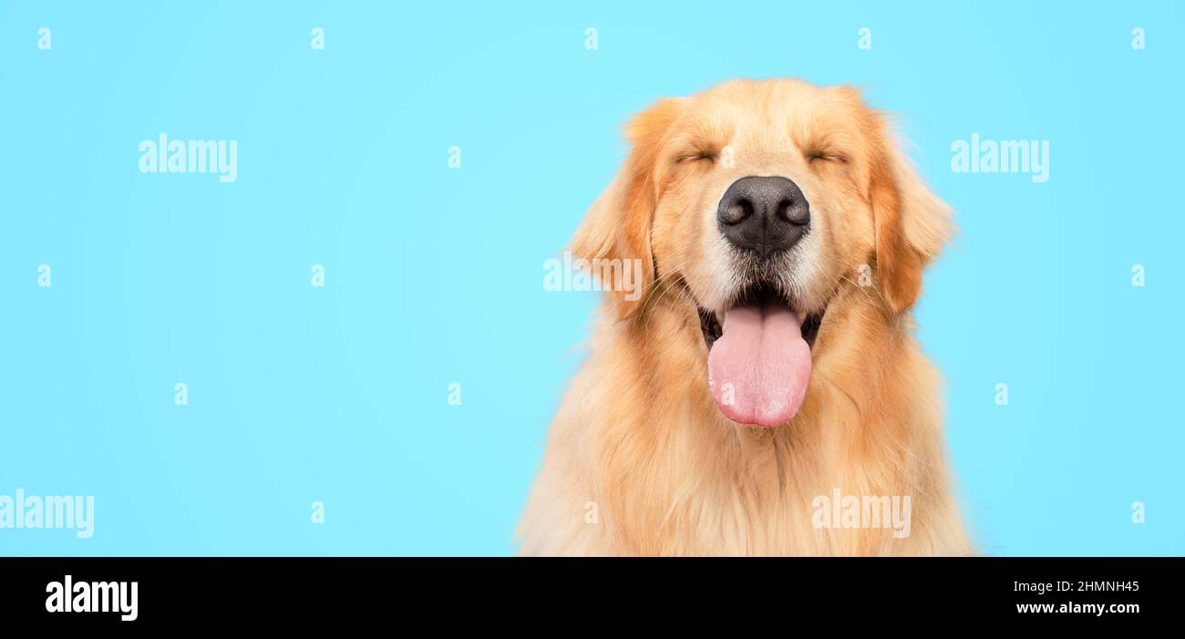 Joyeux chien Golden Retriever souriant avec des yeux fermés sur fond bleu clair isolé, espace pour le texte, espace de copie Banque D'Images