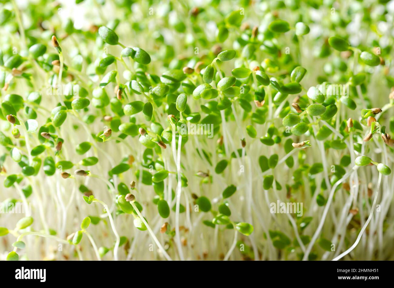 Plantules de trèfle rouge, gros plan. Microgreens et pousses fraîches de Trifolium pratense, une plante de la famille des Fabaceae. Pousses vertes et jeunes plantes. Banque D'Images