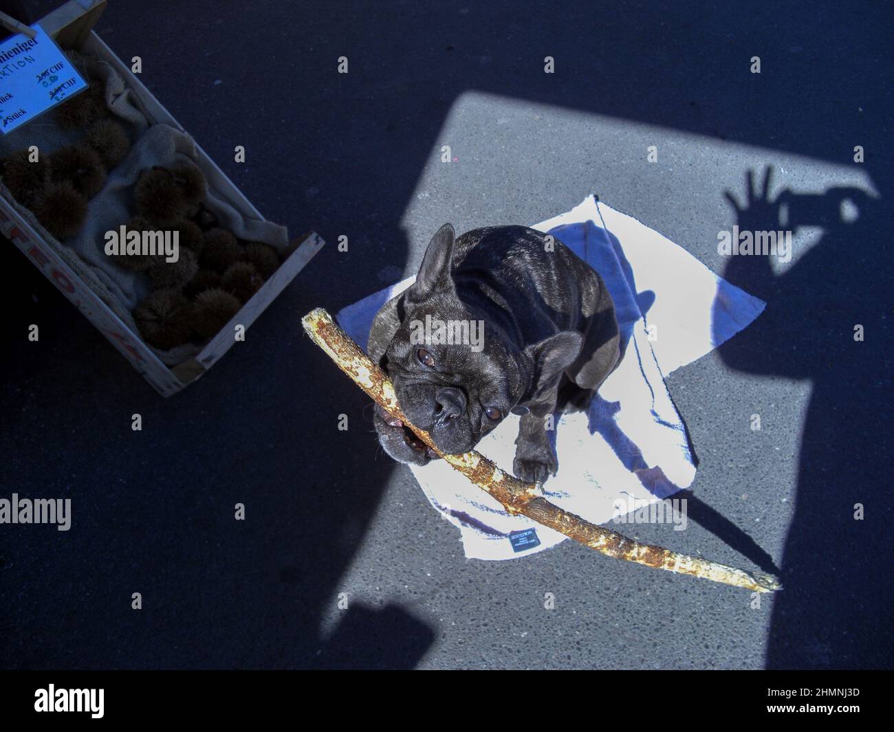 Lucerne, Suisse, le 27 février 2019 un joli petit chien noir a un long bâton dans sa bouche Banque D'Images