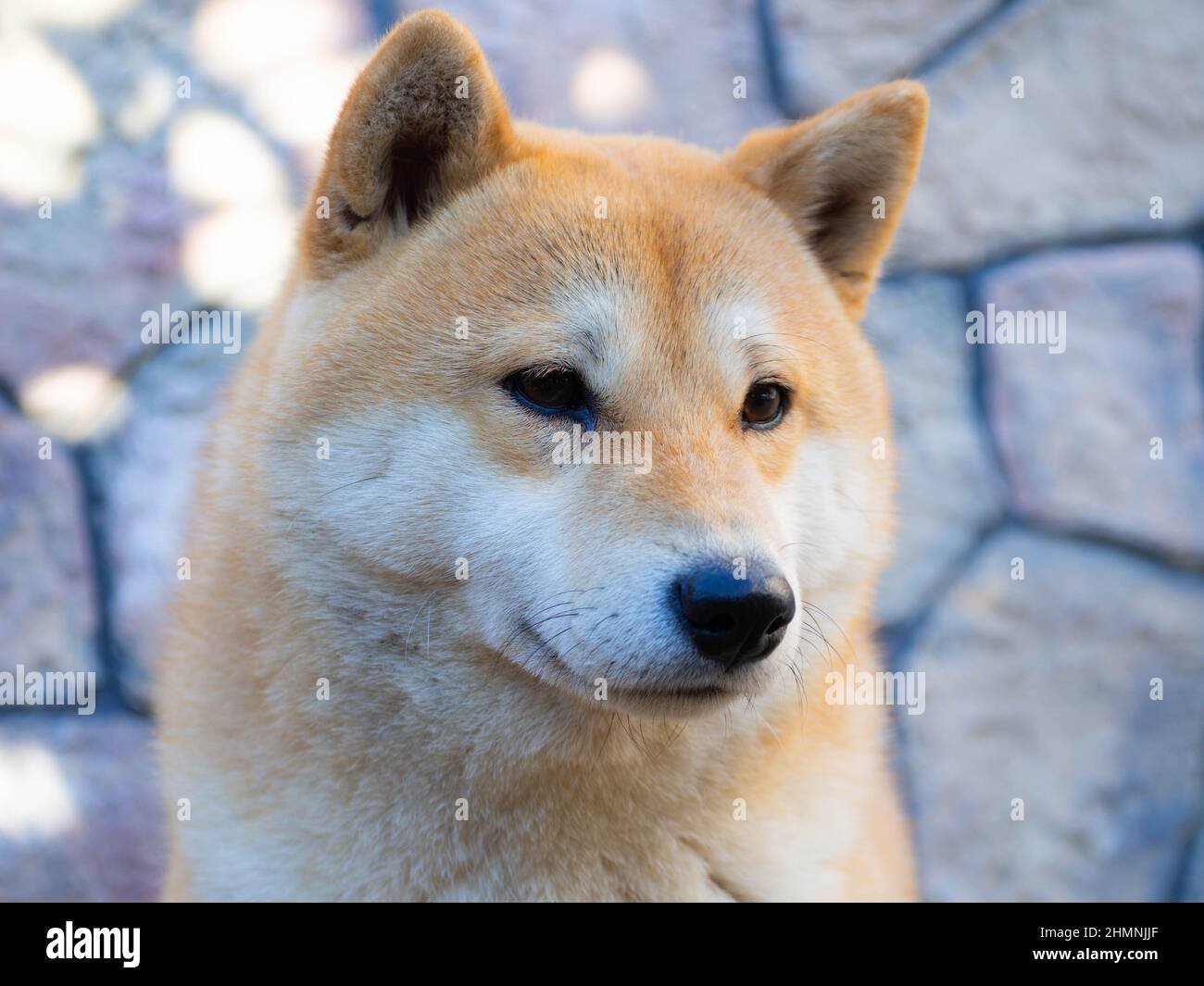 Le chiot Shiba Inu ressemble à un petit renard Banque D'Images