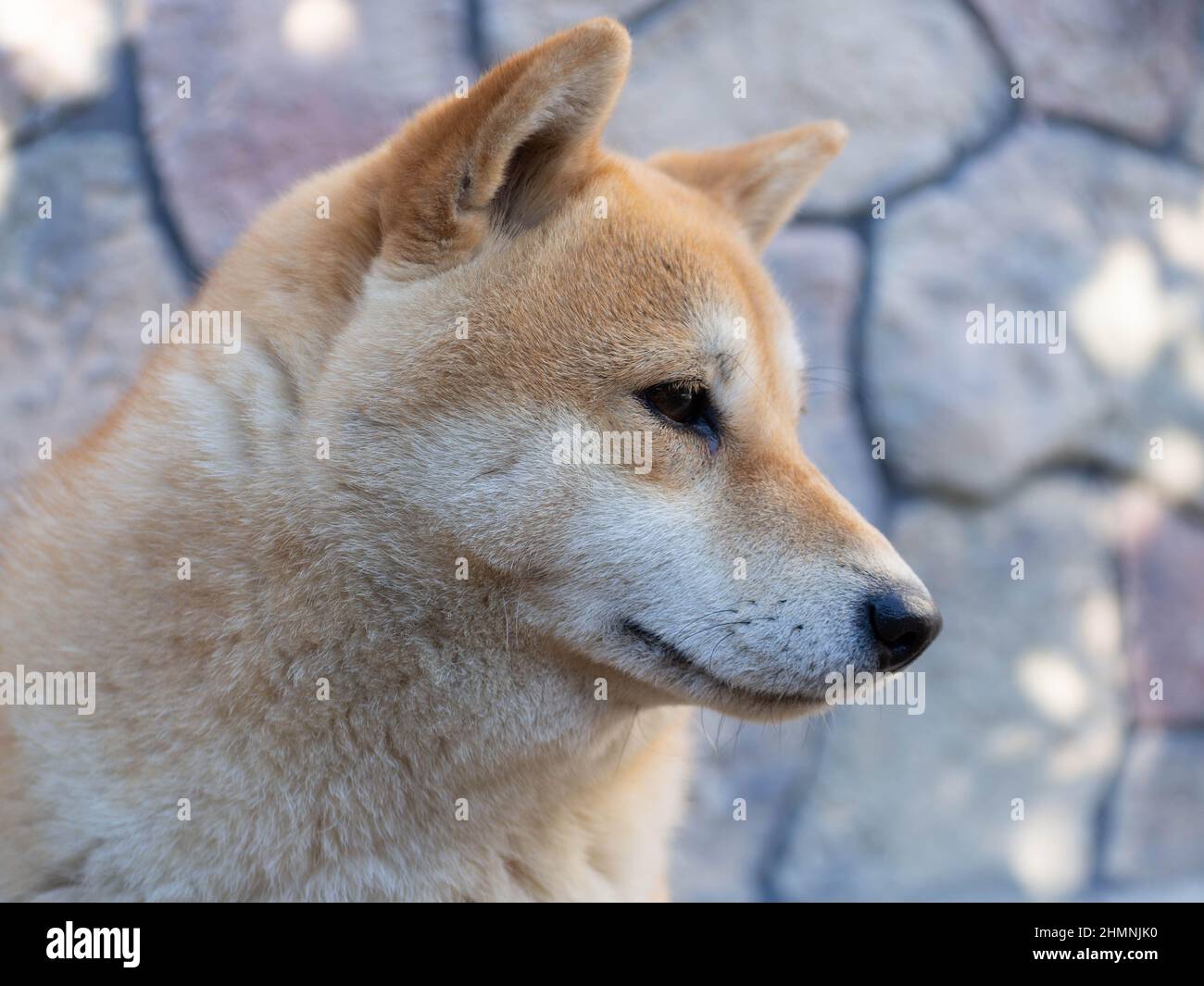 Le chiot Shiba Inu ressemble à un petit renard Banque D'Images