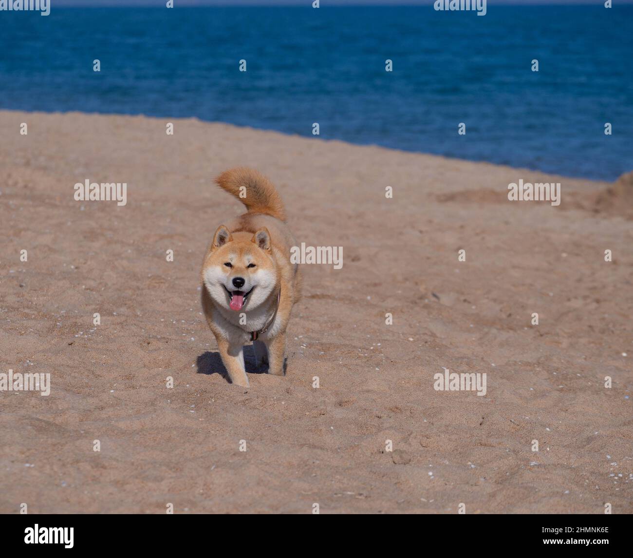 Le chiot Shiba Inu ressemble à un petit renard Banque D'Images