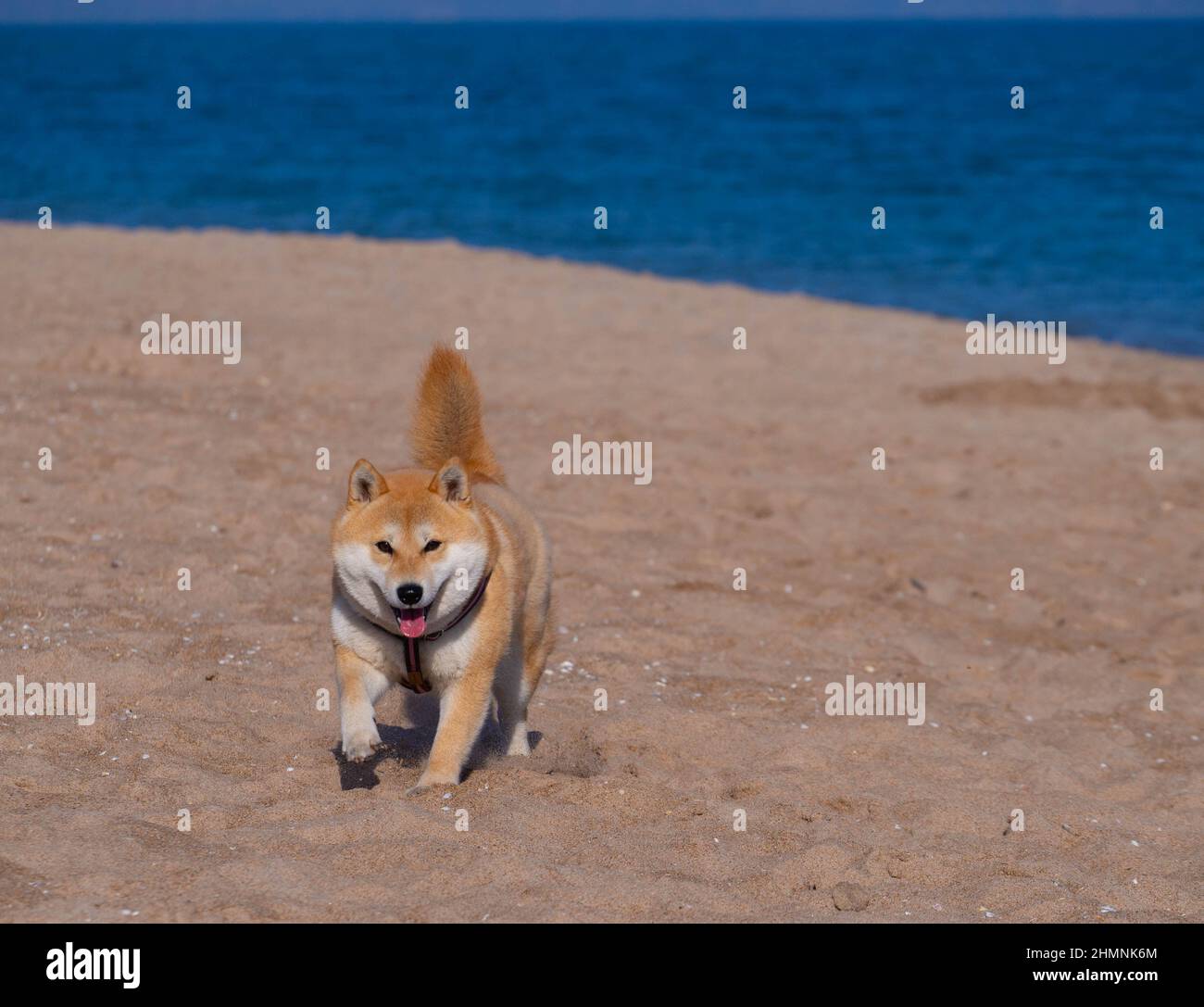 Le chiot Shiba Inu ressemble à un petit renard Banque D'Images